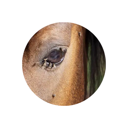 anti-moustique-cheval soin anti moustique cheval
