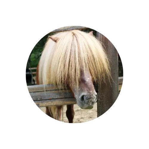crin-cheval soin du crin du cheval