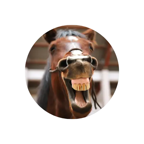 muqueuse-cheval soin de la muqueuse cheval