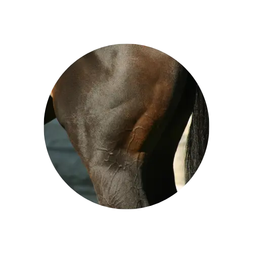 muscle-cheval soin du muscle cheval