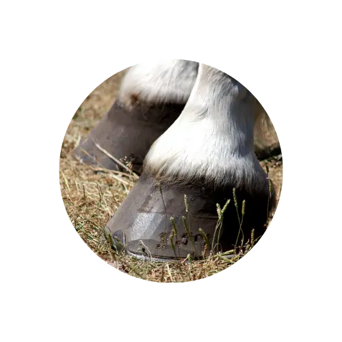 sabot-cheval soin du pied du cheval
