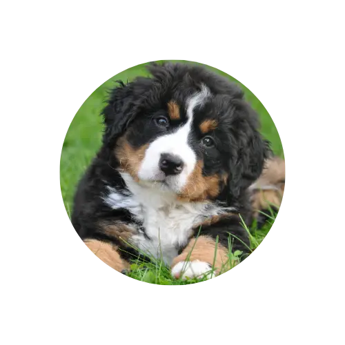 soin-chien soin pour les chiens et autres animaux